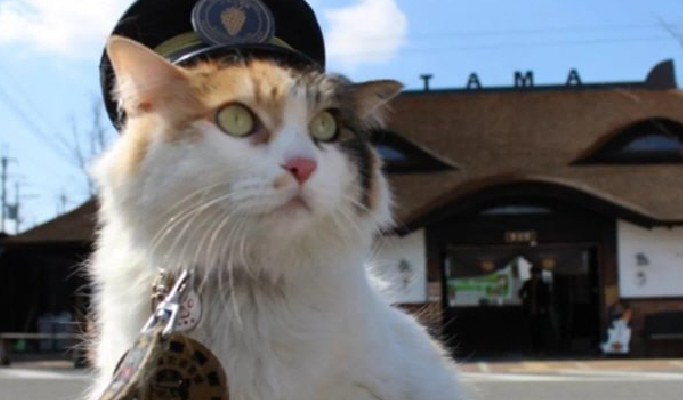 Wakayama Kishi Station & Kuroshio Market & Rinku Premium Outlet 1 Day Tour from Osaka
